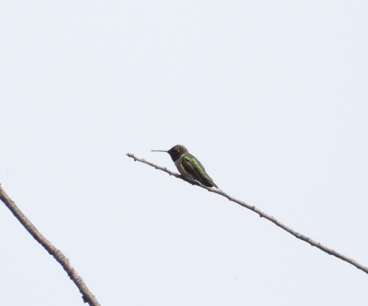 eBird Checklist 9 Jun 2019 Dufur City Park and Sewage Ponds 20