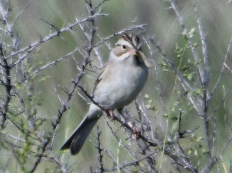 Clay-colored Sparrow - ML163535041