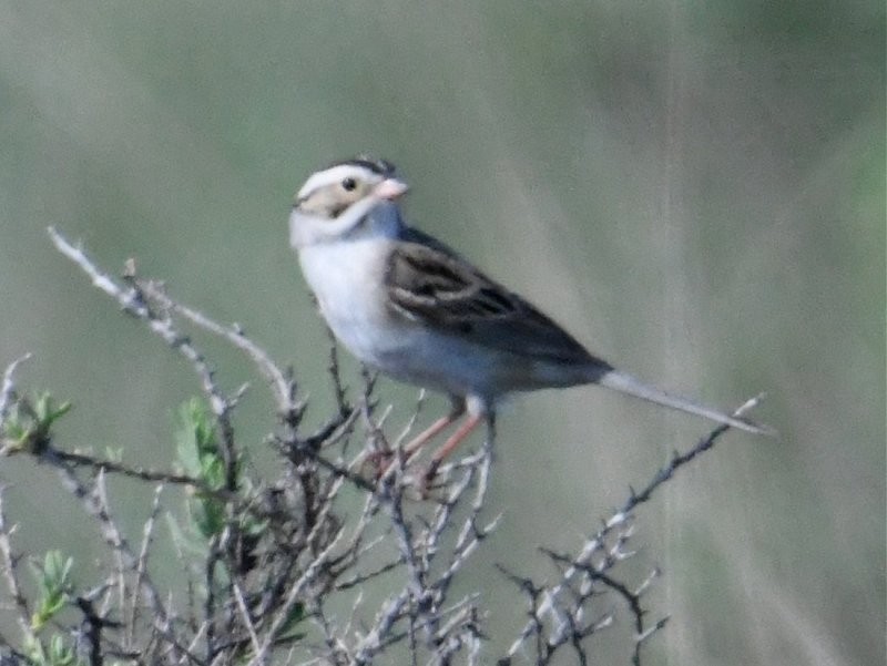 Clay-colored Sparrow - ML163535051