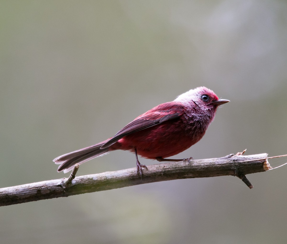 Pink-headed Warbler - ML163541721