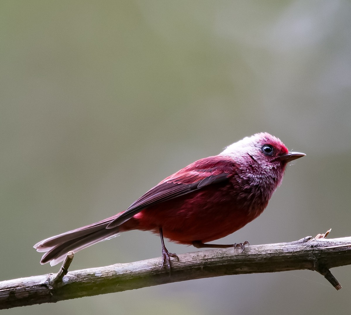 Pink-headed Warbler - ML163541751