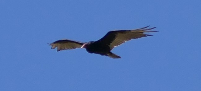 Turkey Vulture - Kitty ONeil