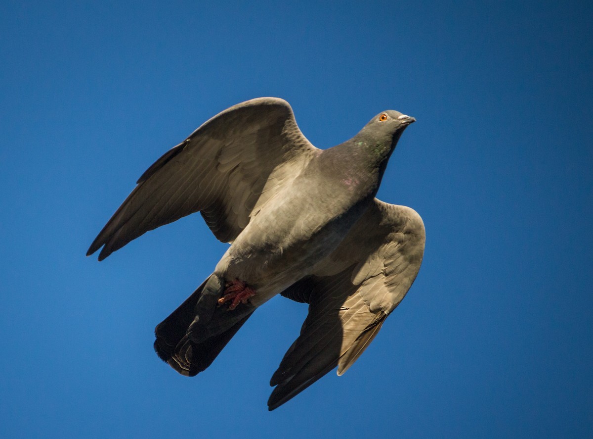Rock Pigeon (Feral Pigeon) - ML163550631