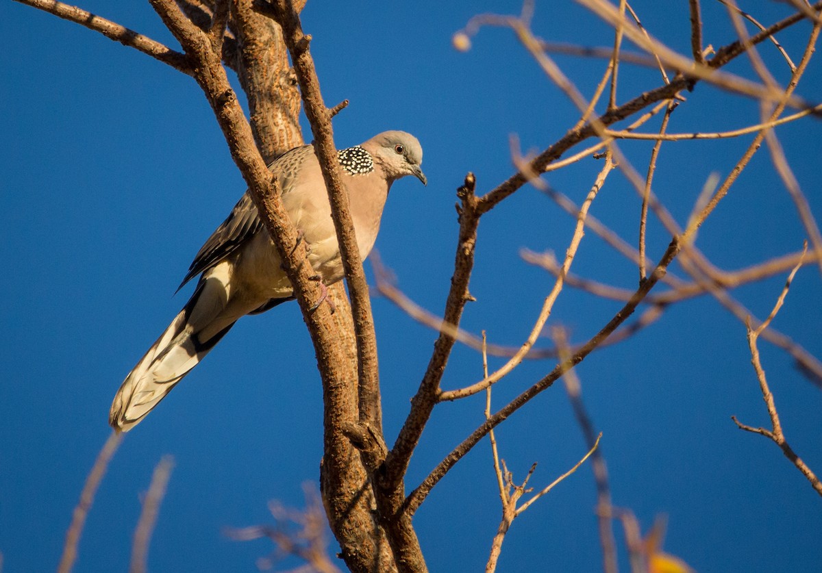 Spotted Dove - ML163550911