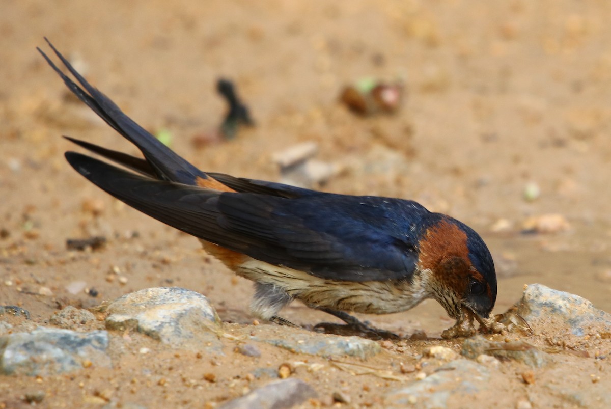 Red-rumped Swallow - ML163552841