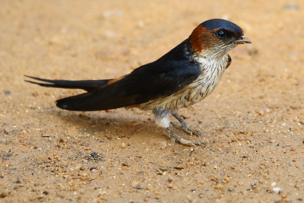 Red-rumped Swallow - ML163552881