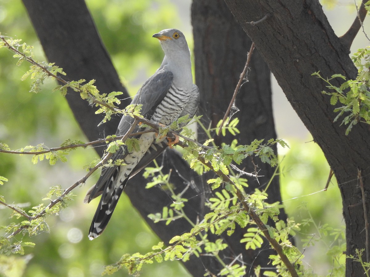 Common Cuckoo - Vijay Koli