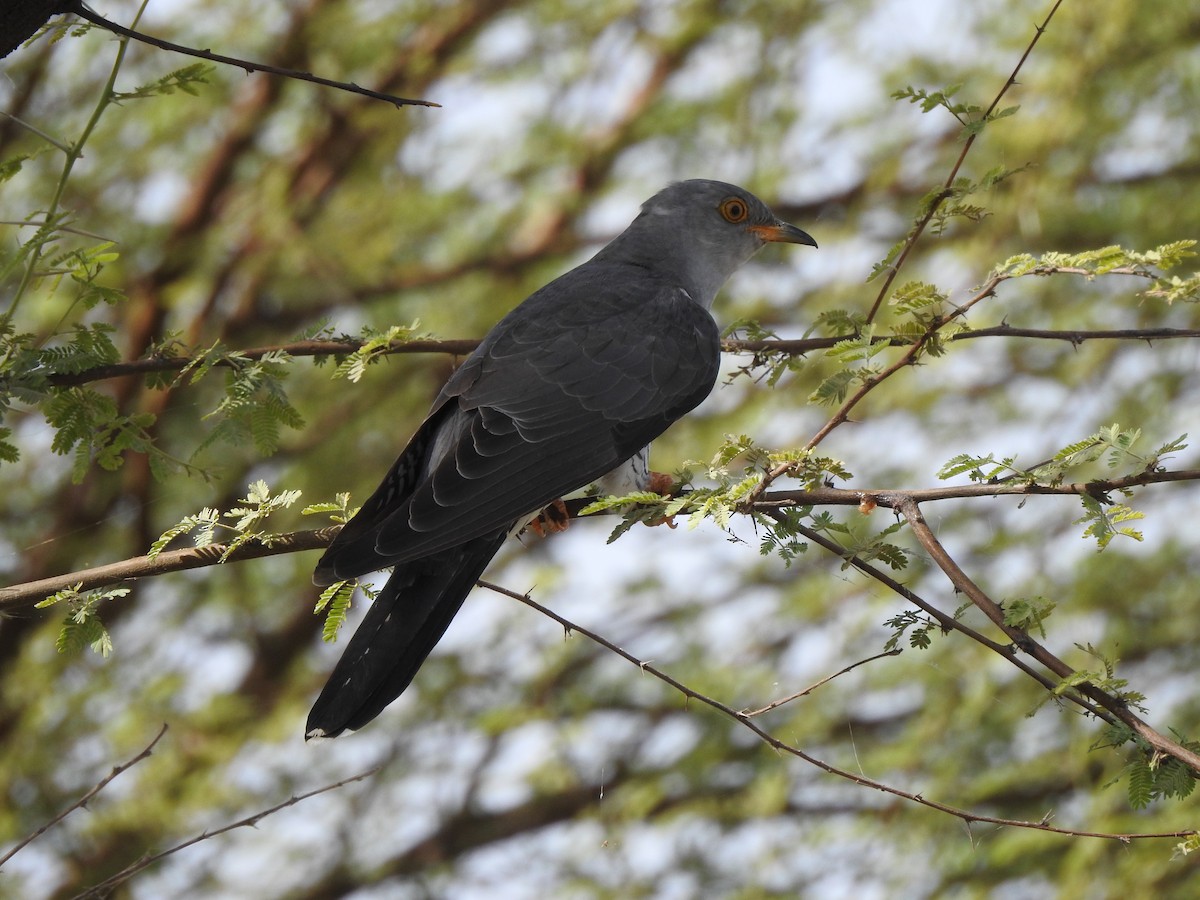 Common Cuckoo - ML163553041