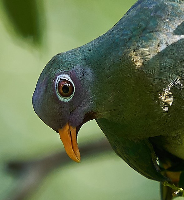 Is There Such a Bird As the Fruit Pigeon? Discover the Truth!