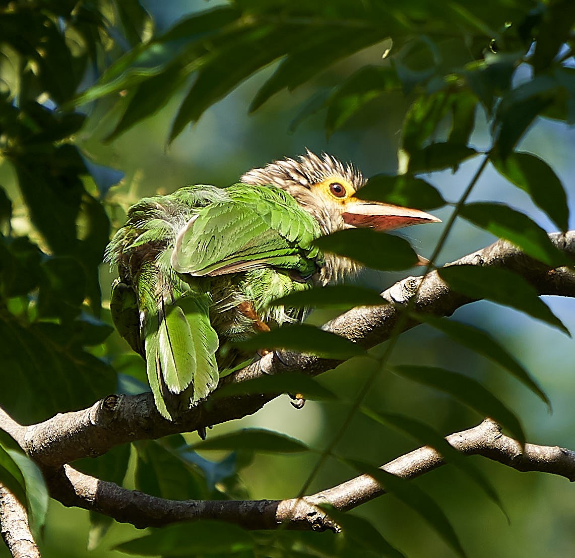 Lineated Barbet - ML163554111