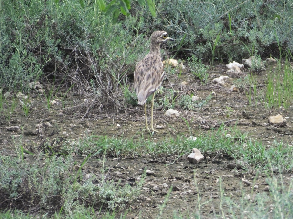 Indian Thick-knee - ML163555341