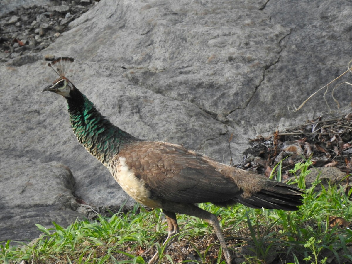 Indian Peafowl - Rameez Elm