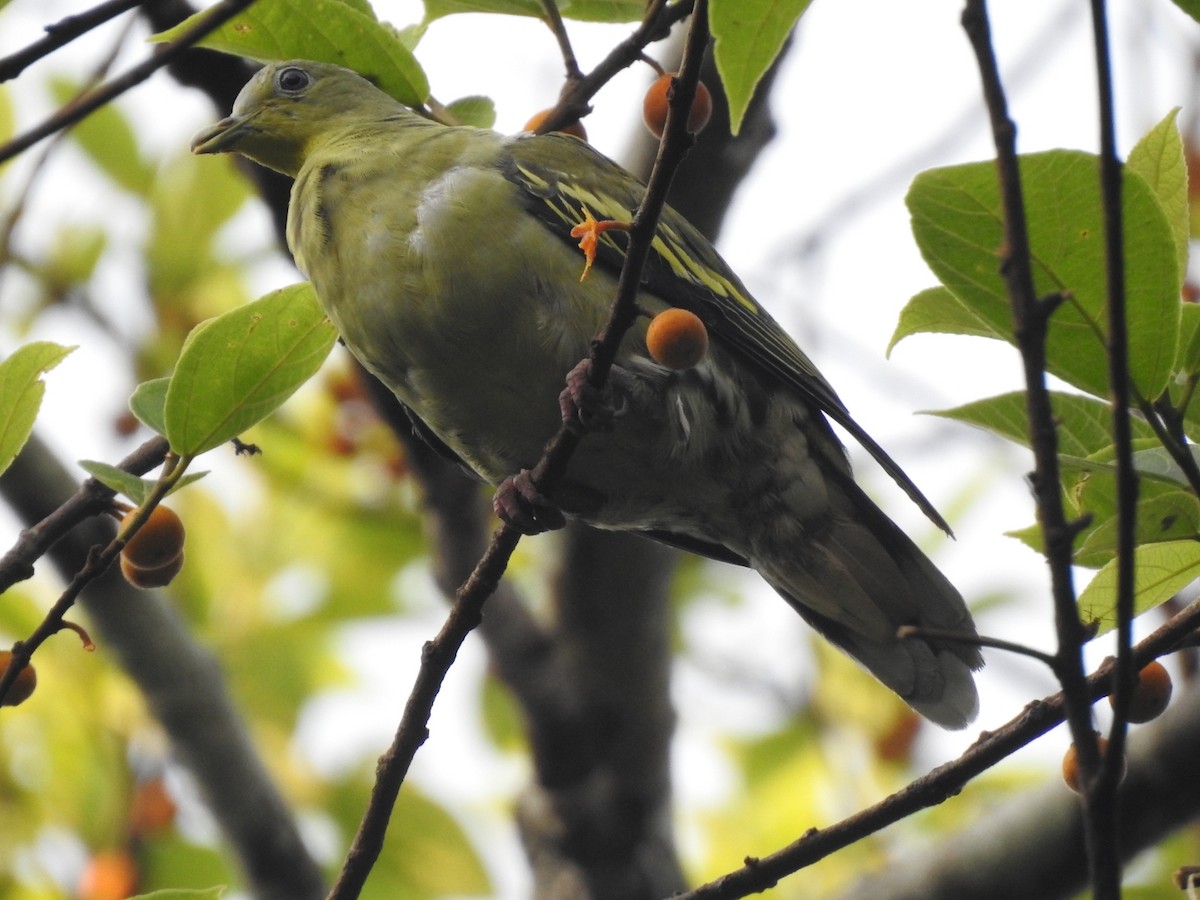 Gray-fronted Green-Pigeon - Rameez Elm