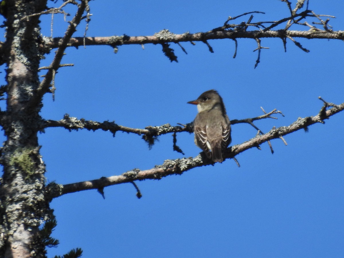 Olive-sided Flycatcher - Connie Bokma