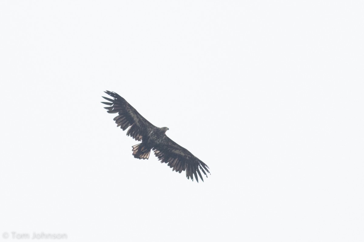 White-tailed Eagle - ML163557291
