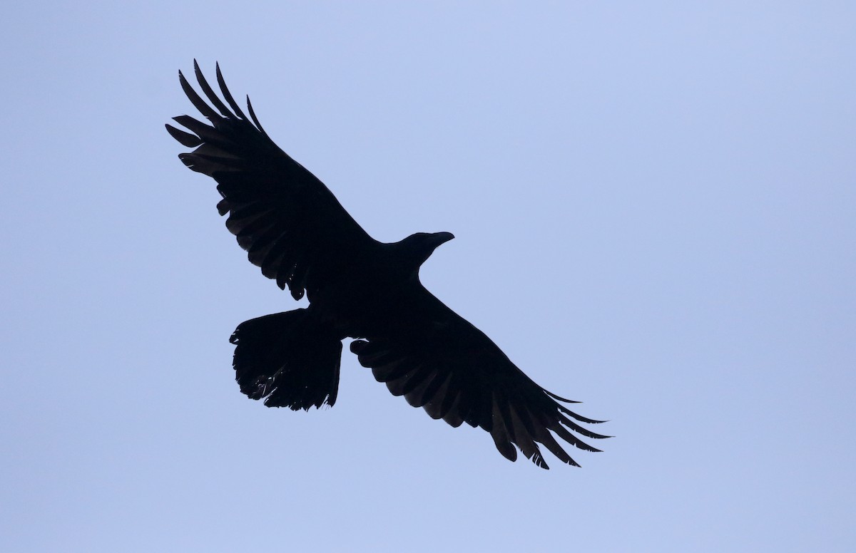 Common Raven - ML163559021