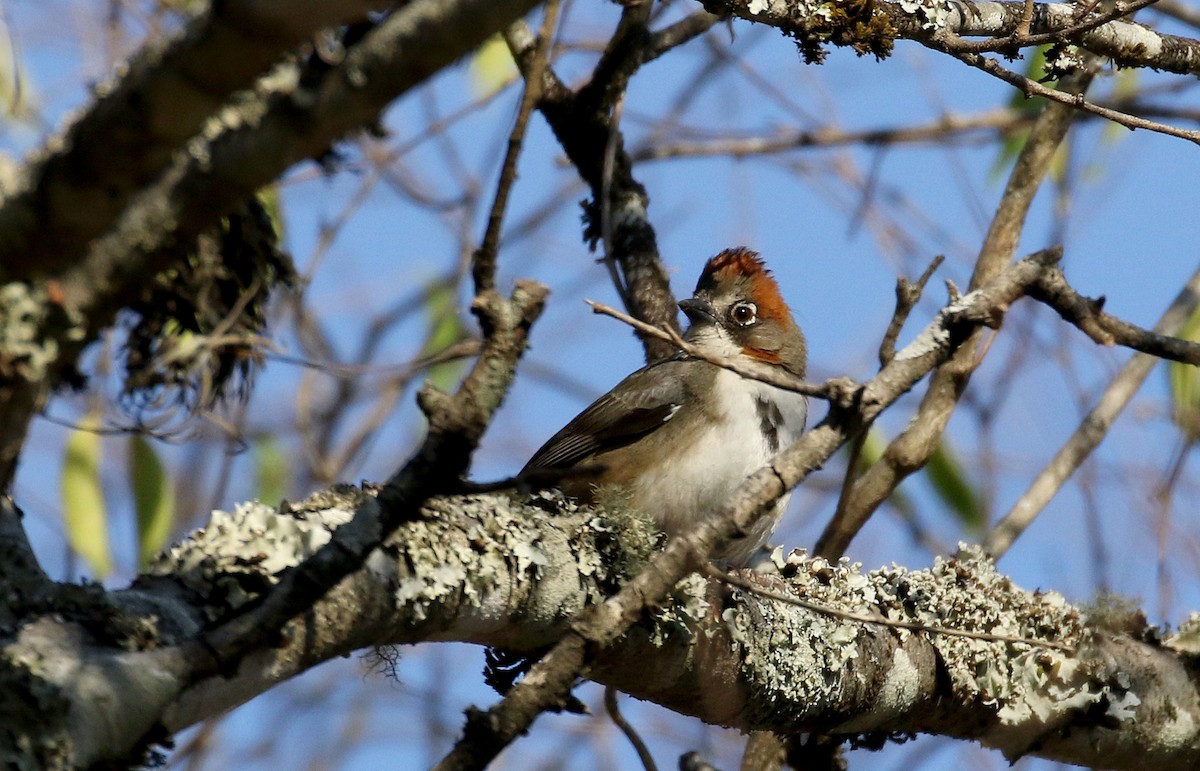 Rusty-crowned Ground-Sparrow - ML163559091