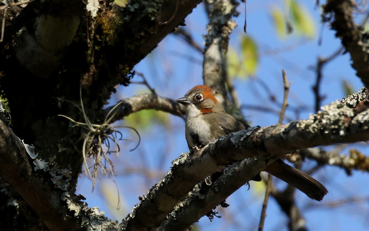 Rusty-crowned Ground-Sparrow - Jay McGowan