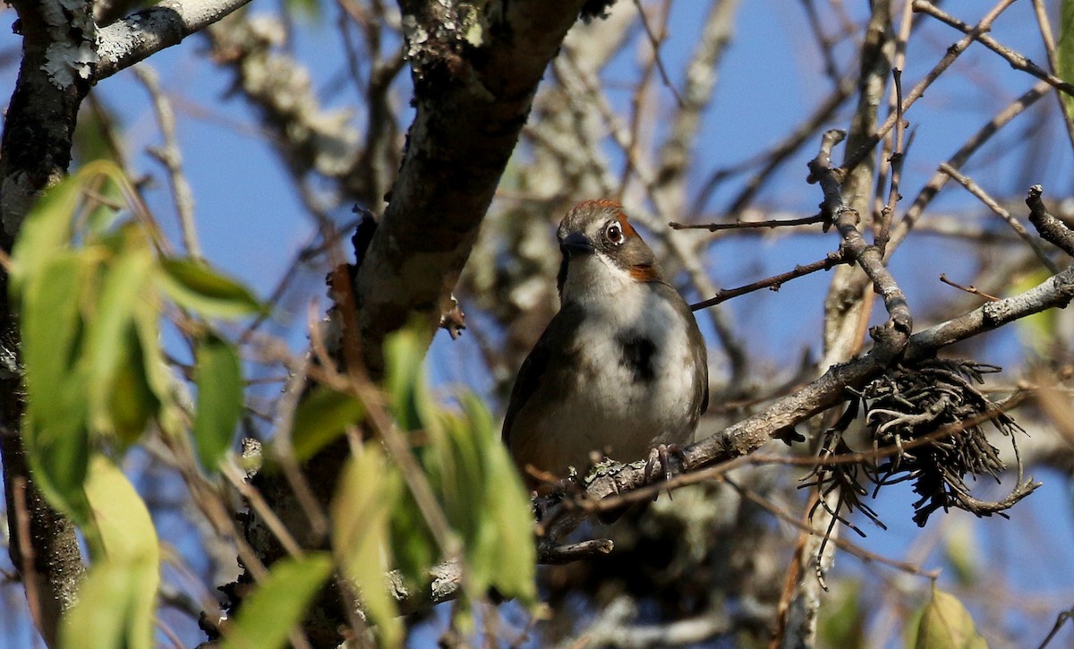 Rusty-crowned Ground-Sparrow - ML163559151