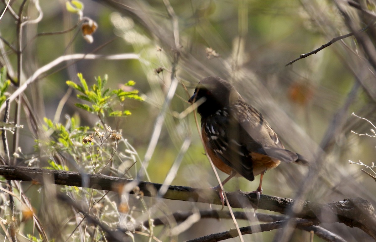 Spotted Towhee (maculatus Group) - ML163559211