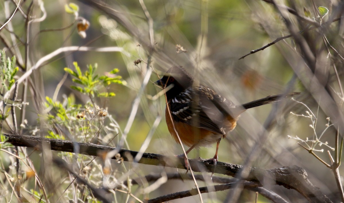 Spotted Towhee (maculatus Group) - ML163559221
