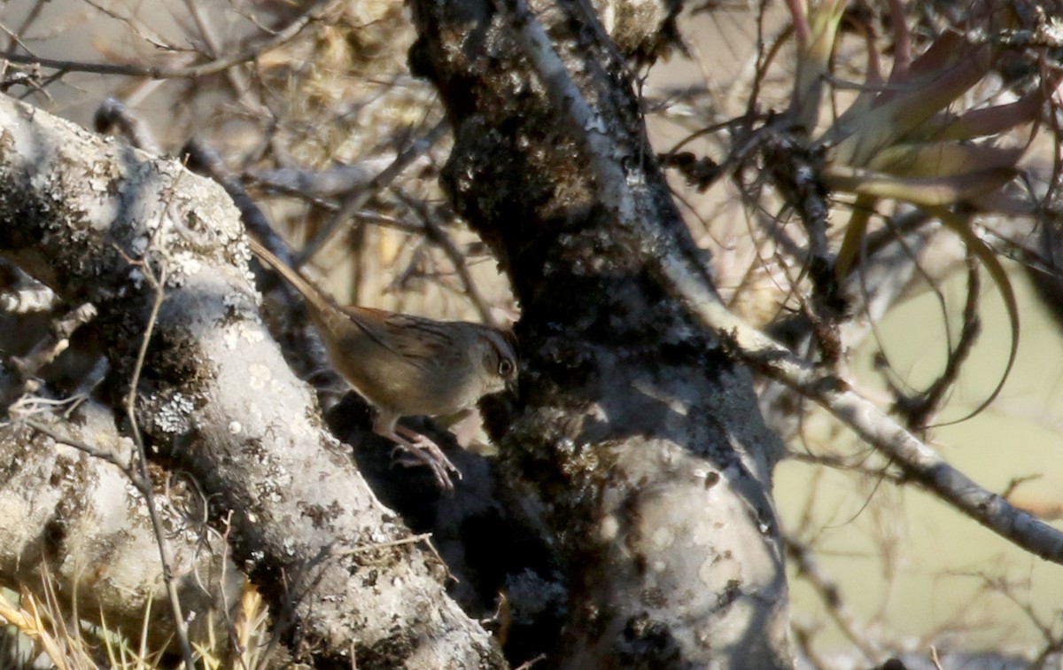 Oaxaca Sparrow - ML163559251