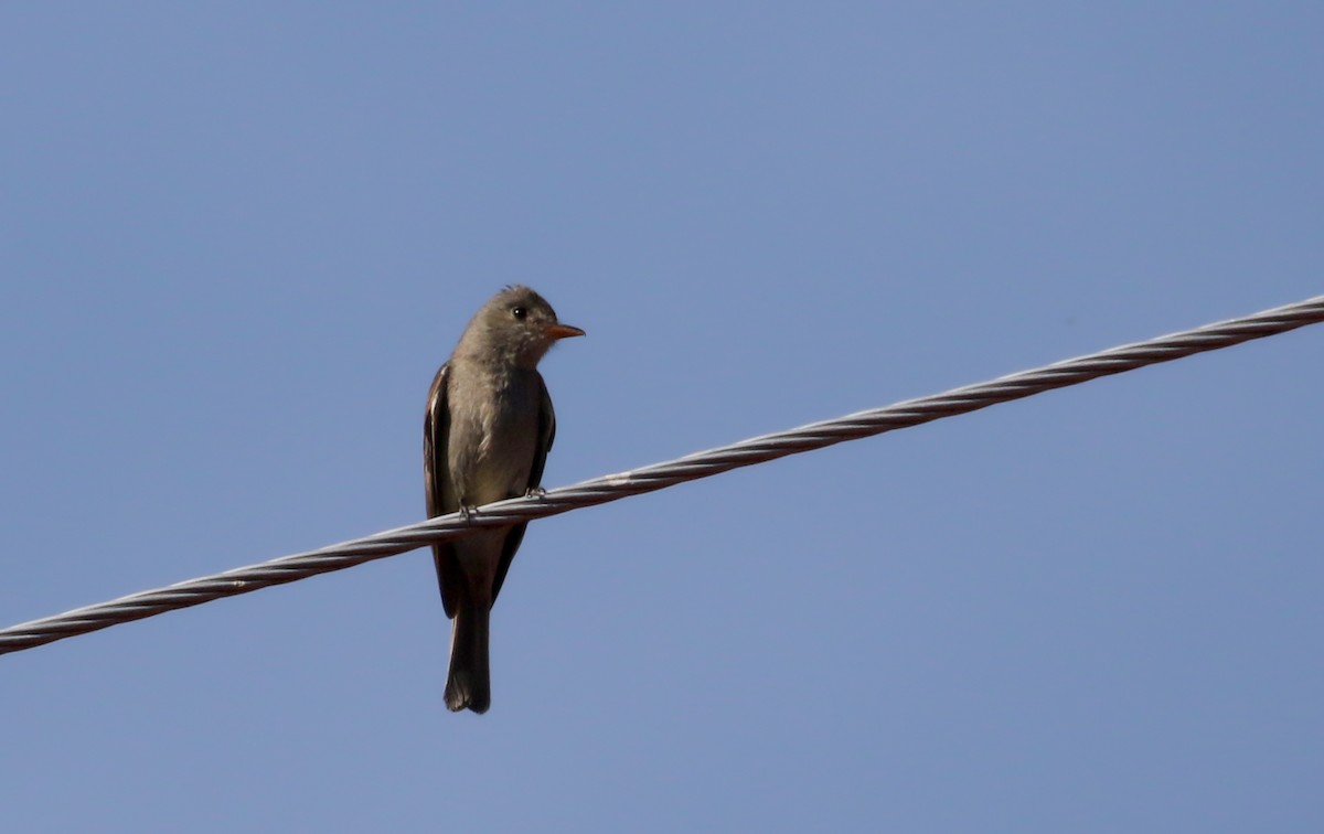 Greater Pewee (Mexican) - ML163559371