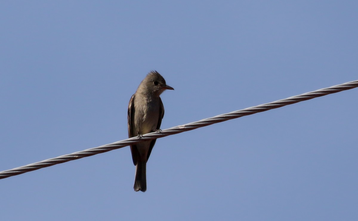Greater Pewee (Mexican) - ML163559381