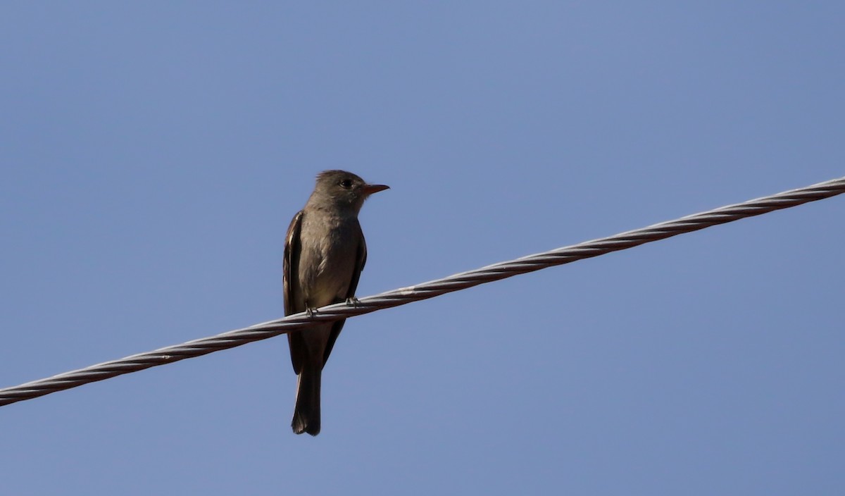 Greater Pewee (Mexican) - ML163559391