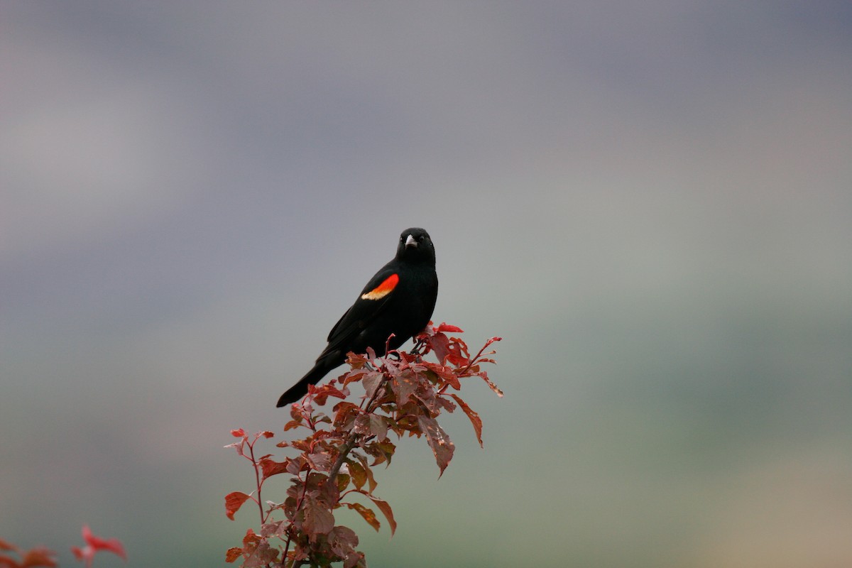 Red-winged Blackbird - ML163561781