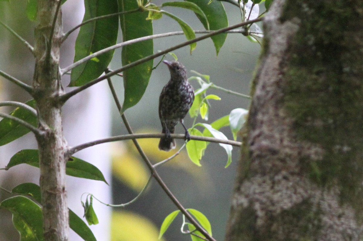 Spotted Berrypecker - Ashley Banwell