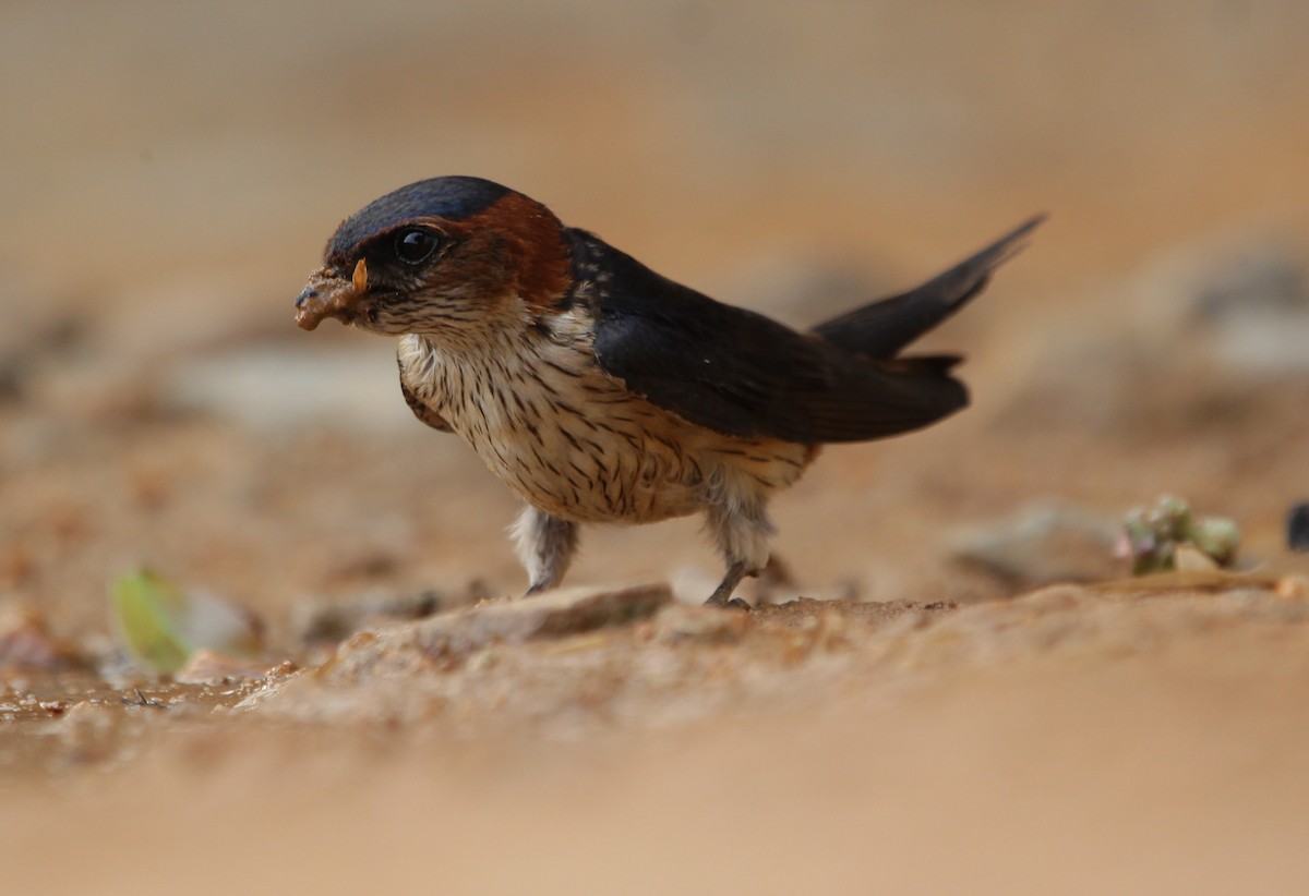 Red-rumped Swallow - ML163566031