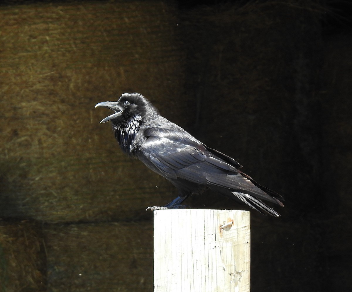 Common Raven - Barbara N. Charlton