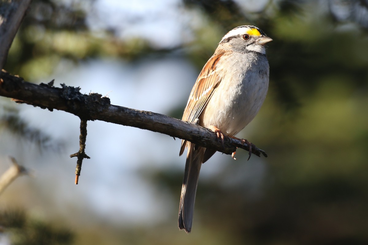 White-throated Sparrow - Ethan Goodman