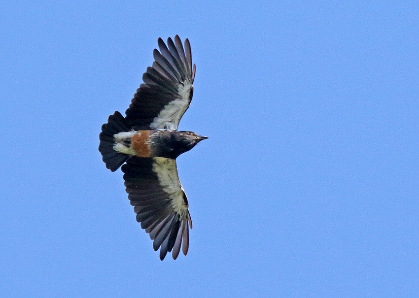 Swallow-winged Puffbird - ML163571331