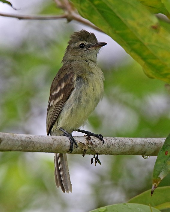 Northern/Southern Mouse-colored Tyrannulet - Roger Ahlman