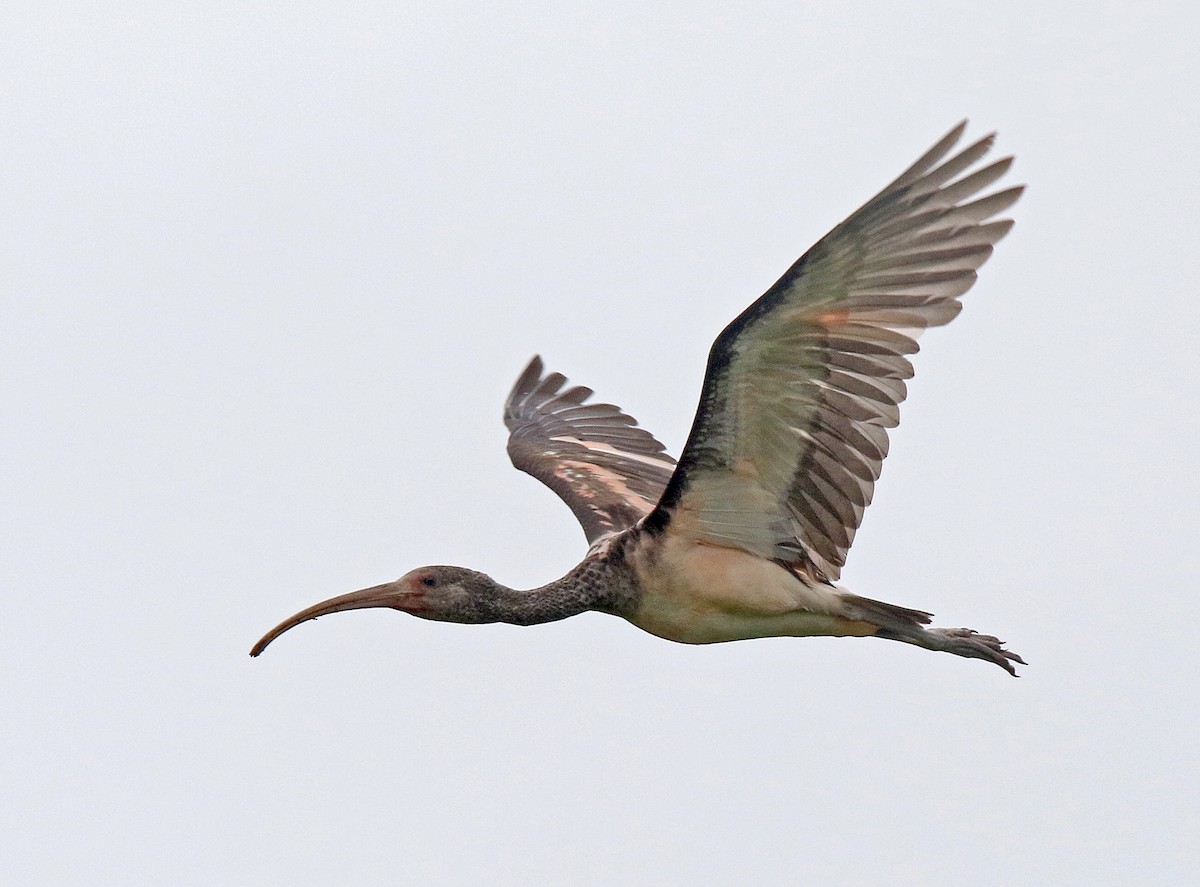 ibis rudý - ML163572001