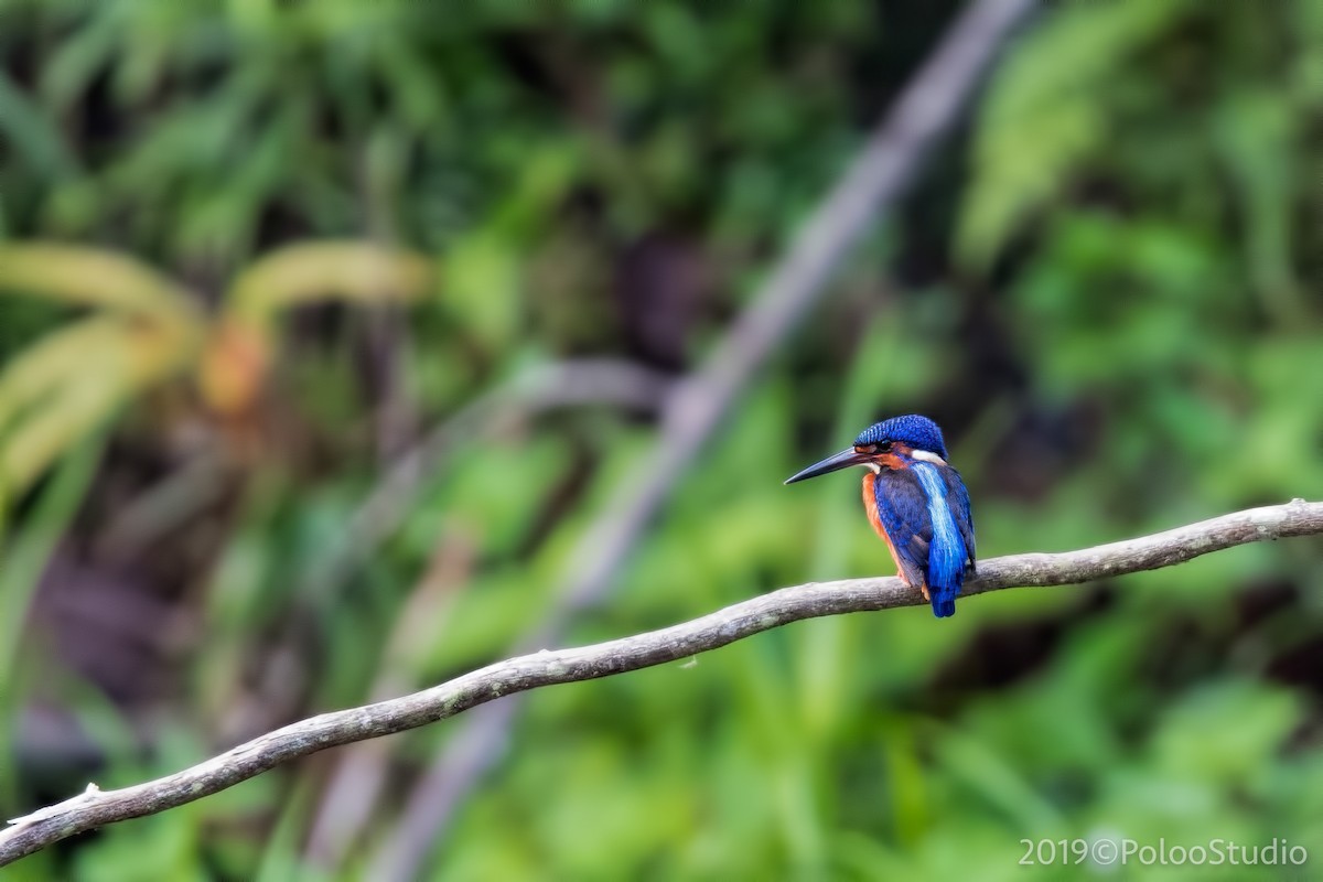 Blue-eared Kingfisher - Wei Yan