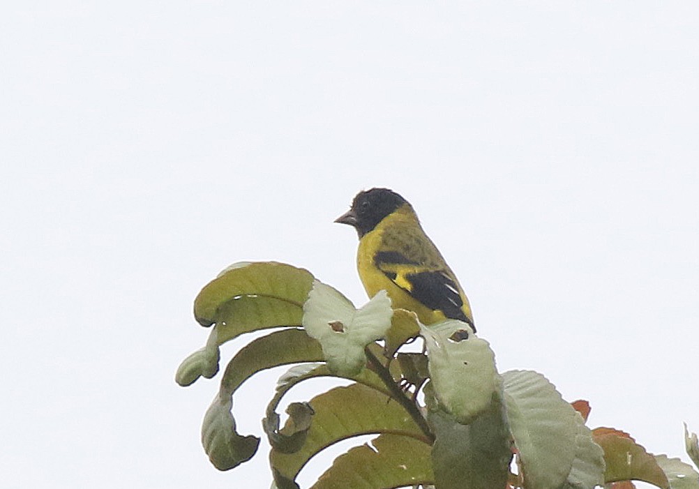 Olivaceous Siskin - ML163572601