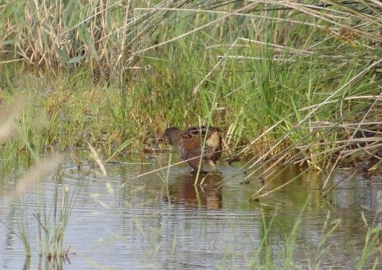 Spotted Crake - ML163576001