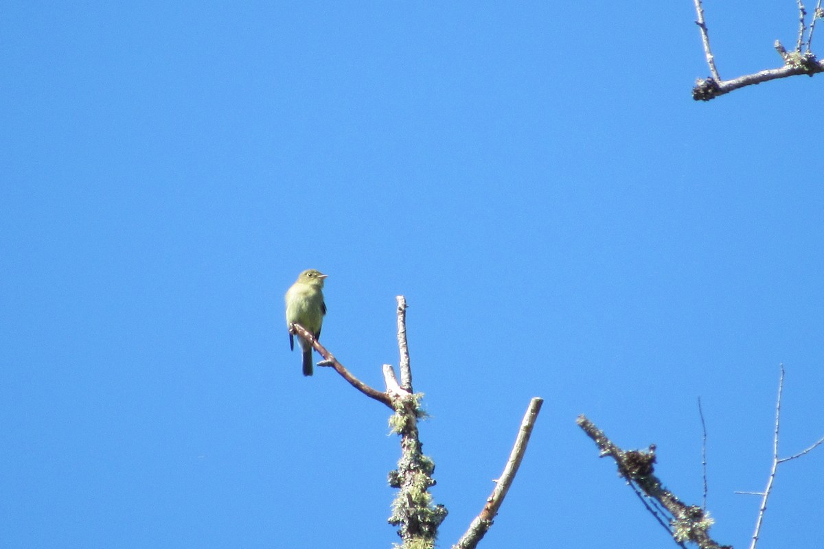 Yellow-bellied Flycatcher - anne mayville