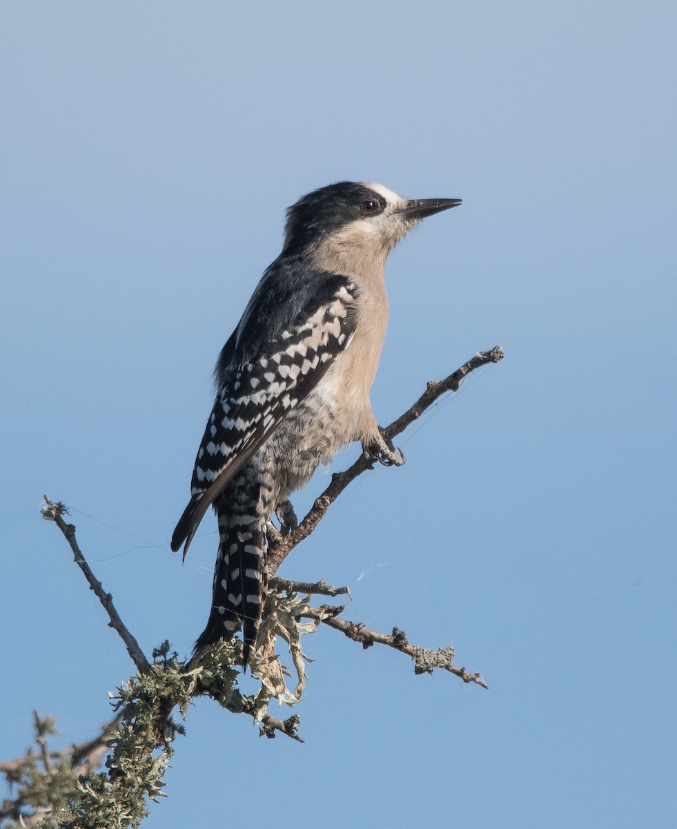 White-fronted Woodpecker - ML163585881