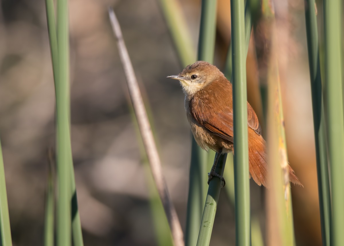 Yellow-chinned Spinetail - ML163585941