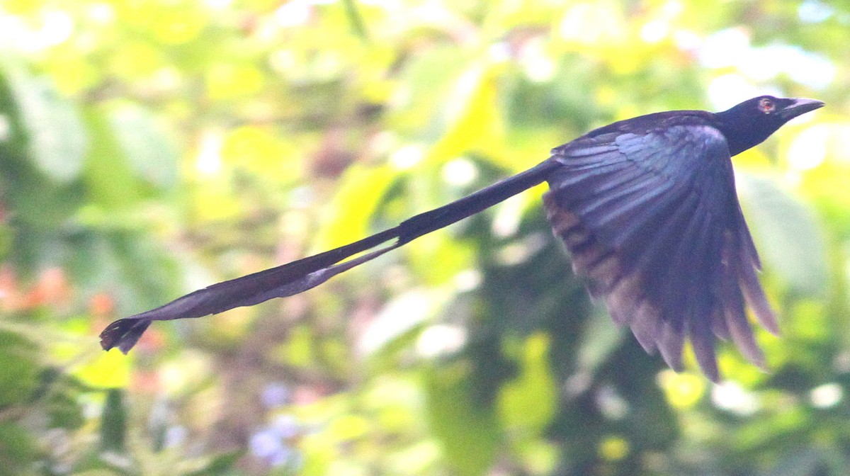 Ribbon-tailed Drongo - Ashley Banwell