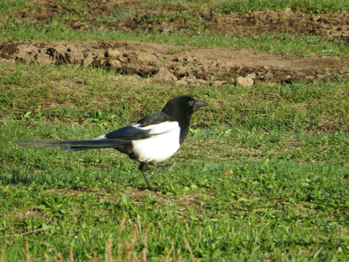 Eurasian Magpie - Detlef Stremke