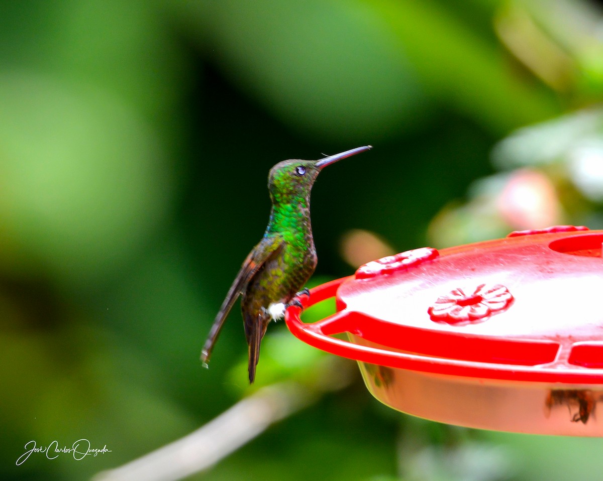 Blue-tailed Hummingbird - Carlos Quezada
