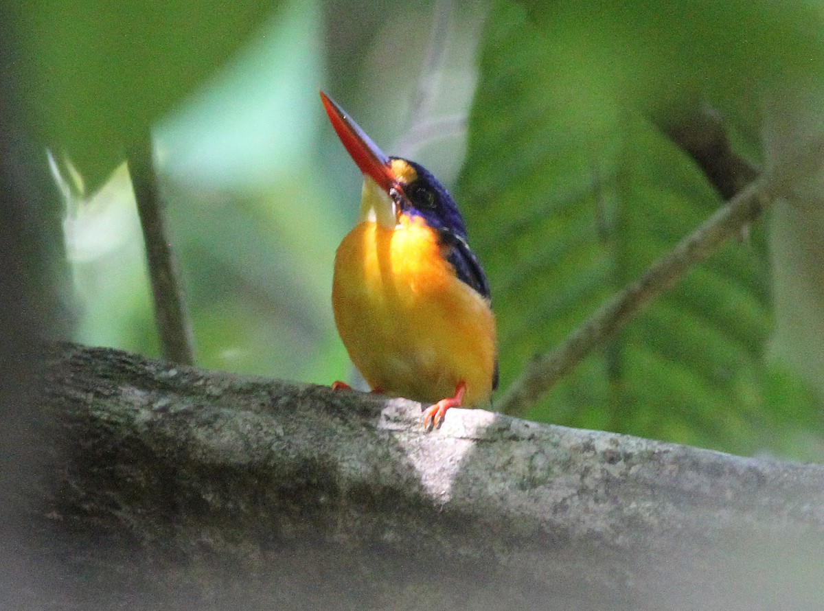 New Britain Dwarf-Kingfisher - Ashley Banwell