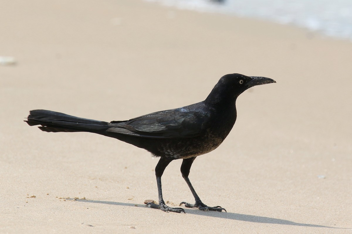 Great-tailed Grackle - ML163591421
