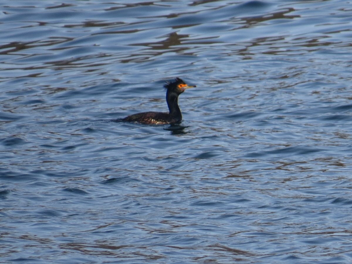 Red-faced Cormorant - ML163591851
