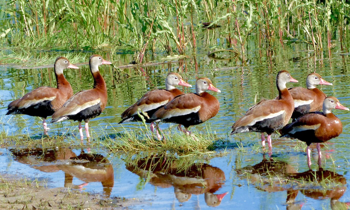 Black-bellied Whistling-Duck - Shai Mitra